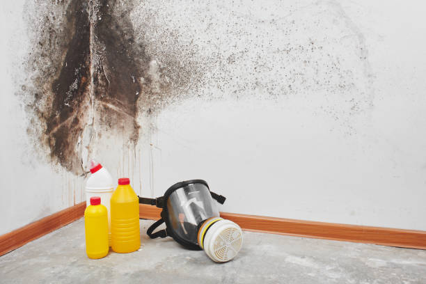 Cashton, WI Mold Remediation Company