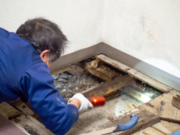 Best Basement Mold Remediation in Cashton, WI