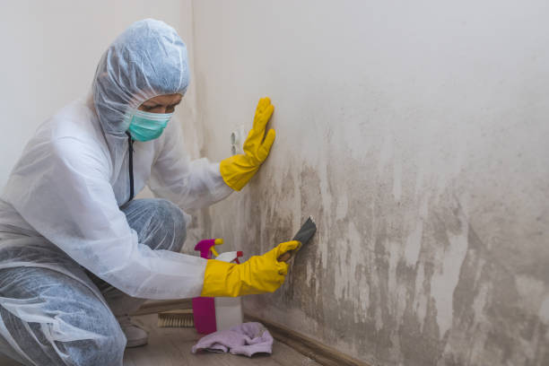 Best White Mold Remediation in Cashton, WI