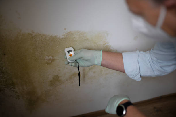 Best Residential Mold Remediation in Cashton, WI