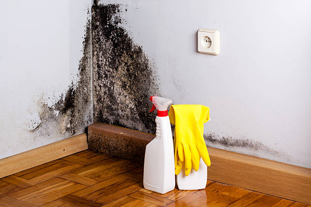 Best Industrial Mold Remediation in Cashton, WI