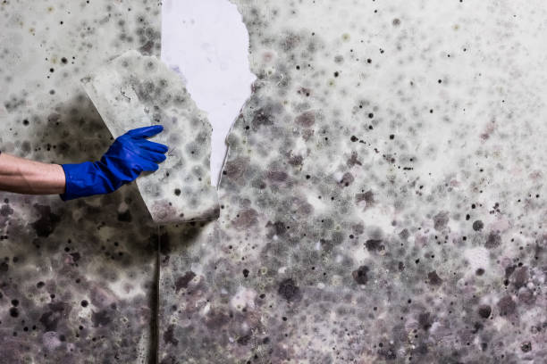 Best Bathroom Mold Remediation in Cashton, WI