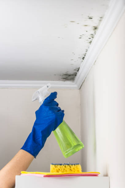 Best Emergency Mold Remediation in Cashton, WI