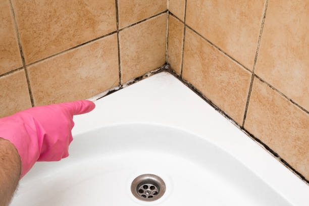 Best Basement Mold Remediation in Cashton, WI